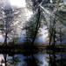 natuur-woud-reflectie-bayou-achtergrond