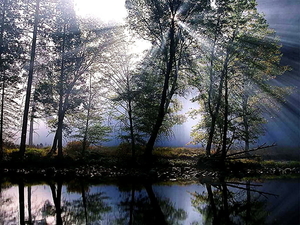 natuur-woud-reflectie-bayou-achtergrond