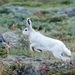 arctic_hare_in_greenland