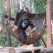 bear_in_hammock