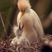 bubulcus_ibis_-apenheul_primate_park__apeldoorn__netherlands_-nes