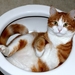 cat_lying_in_a_toilet_bowl