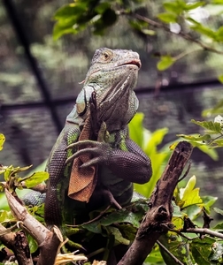common_indian_monitor__14986969103_