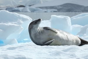 crabeater_seal_in_pla_neau_bay__antarctica__6059162578_