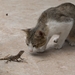 curious_cat_starring_at_a_lizard