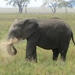 elephant_dusting_itself