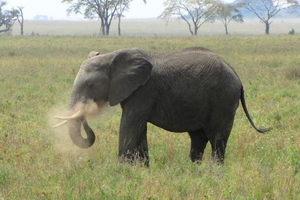 elephant_dusting_itself