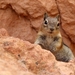 golden-mantled_ground_squirrel_-_bryce_canyon_national_park