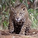 jaguar__panthera_onca_palustris__female_piquiri_river_2