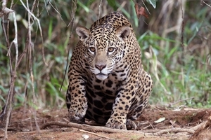 jaguar__panthera_onca_palustris__female_piquiri_river_2