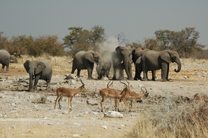 namibie_etosha_elephant_02
