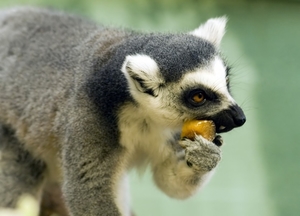 ring-tailed_lemur_eating