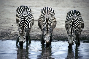 three_zebras_drinking