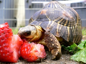 turtle_lunch