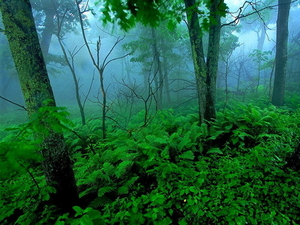 landschappen-natuur-woud-oudgroeiend-bos-achtergrond