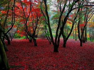 natuur-herfst-rode-noordelijk-hardhoutbos-achtergrond
