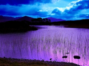 natuur-paarse-lavendel-meer-achtergrond