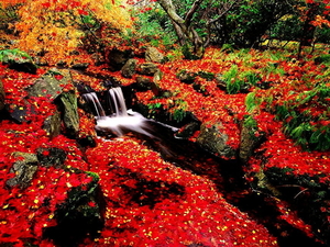 natuur-rode-herfst-bloemen-achtergrond