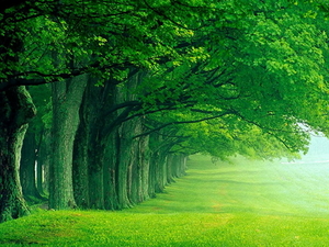 groene-natuur-woud-oudgroeiend-bos-achtergrond