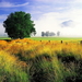 herfst-landschap-natuur-prairie-weide-achtergrond