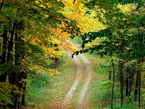 herfst-landschap-natuur-woud-noordelijk-hardhoutbos-achtergrond