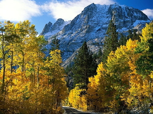 herfst-natuur-larix-lyalliisubalpine-lariks-bergen-achtergrond