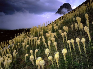 landschappen-natuur-bloemen-wildflower-achtergrond