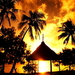 natuur-palmboom-tropen-zonsondergang-achtergrond