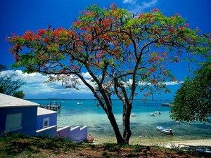 natuur-strand-zee-caraiben-achtergrond