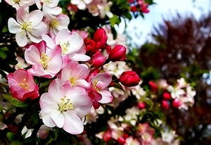 bloemen-voorjaar-bloemblad-bloesem-achtergrond