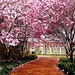 bloemen-voorjaar-bloesem-kersenbloesem-achtergrond (1)