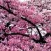 bloemen-voorjaar-bloesem-kersenbloesem-achtergrond