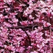 bloemen-voorjaar-bloesem-roze-achtergrond