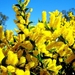 bloemen-voorjaar-guldenroede-gele-achtergrond