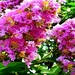 bloemen-voorjaar-pacific-rododendron-lila-achtergrond