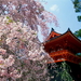 japan-bloemen-bloesem-voorjaar-achtergrond