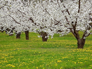 landschappen-bloesem-voorjaar-bloemen-achtergrond