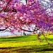 natuur-voorjaar-bloesem-bloemen-achtergrond