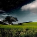 natuur-voorjaar-groene-veld-achtergrond