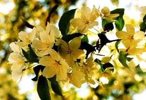 voorjaar-bloemen-bloemblad-bloesem-achtergrond (1)