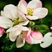 voorjaar-bloemen-bloemblad-bloesem-achtergrond