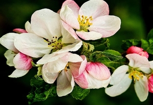 voorjaar-bloemen-bloemblad-bloesem-achtergrond