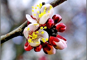 voorjaar-bloemen-bloesem-bloemblad-achtergrond (1)