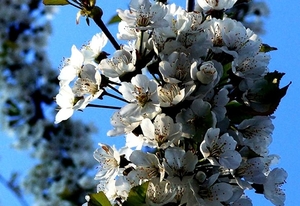 voorjaar-bloemen-bloesem-bloemblad-achtergrond