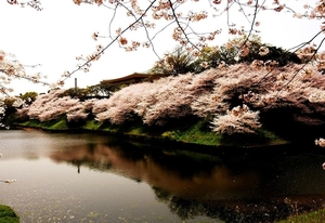 voorjaar-bloemen-bloesem-kersenbloesem-achtergrond (1)