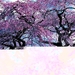 voorjaar-bloemen-bloesem-kersenbloesem-achtergrond (2)