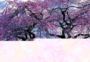 voorjaar-bloemen-bloesem-kersenbloesem-achtergrond (2)