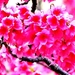 voorjaar-bloemen-bloesem-roze-achtergrond (1)