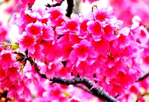 voorjaar-bloemen-bloesem-roze-achtergrond (1)