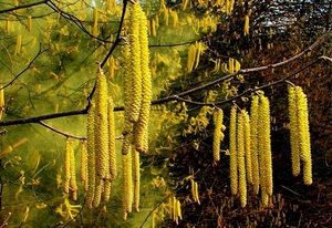 voorjaar-bloemen-herfst-mais-achtergrond